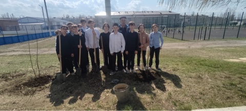 Ученики школы высадили растение Катальпа.