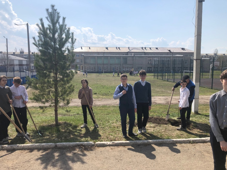 Ученики школы высадили растение Катальпа.